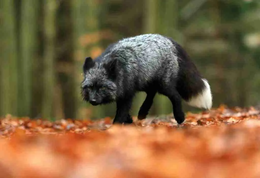 A Grey Fox Walking