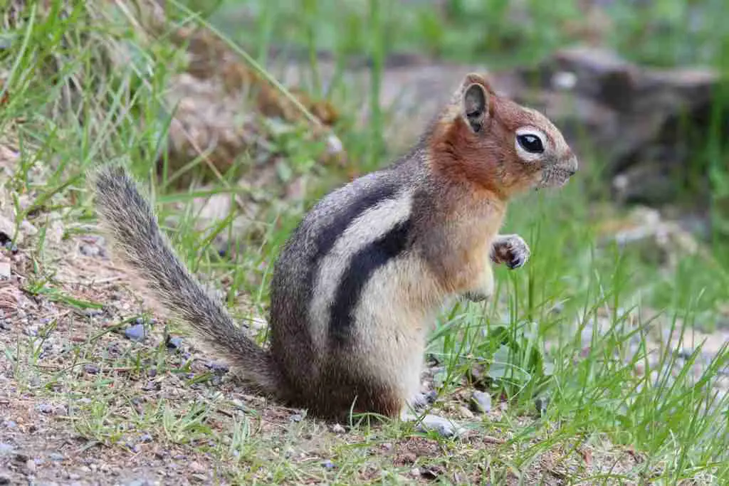 A Ground Squirrel Standing on Its Hind Legs
