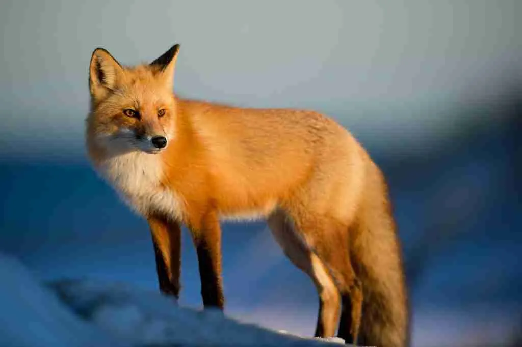 A Red Fox Standing and Staring