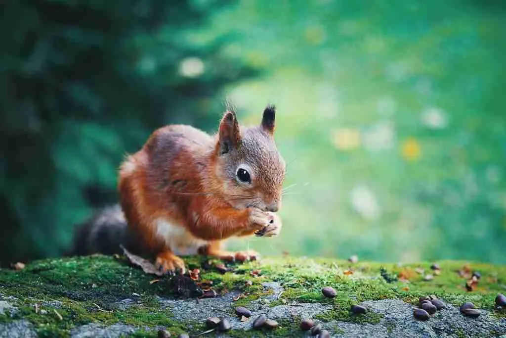 A Red Squirrel Eating 