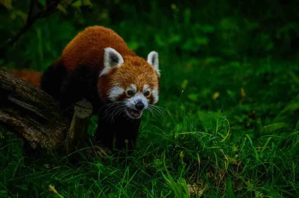 A Red Panda Walking on Grass