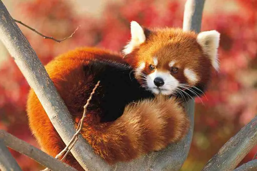 A Beautiful Fluffy Red Panda Resting on a Tree