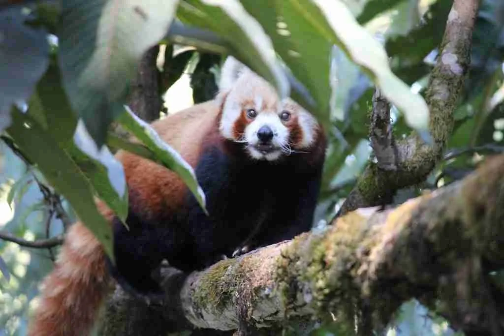 A Himalayan Red Panda Sitting on a Tree