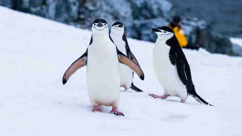 Three Penguins Walking Together in the Snow