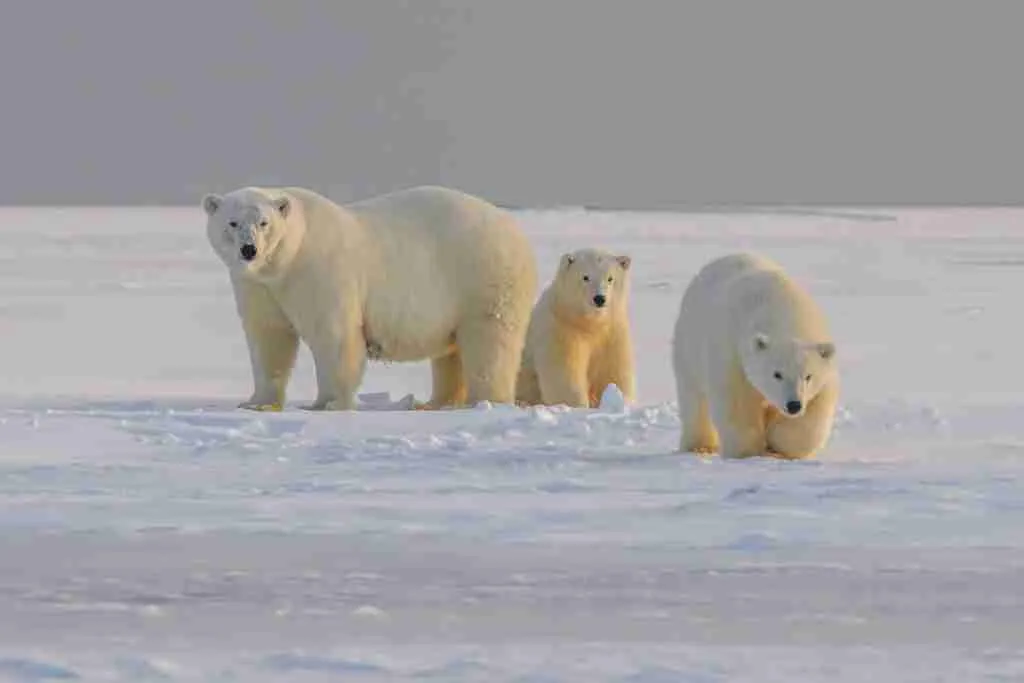 Three Polar Bears Walking Together in the Snow